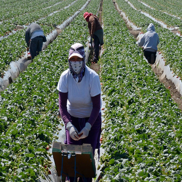 general-labour-greenhouse-workers-farmer